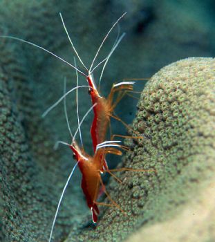 Dancing Stripes.  Taken in Roatan, Honduras w/N90s, 105mm... by Beverly Speed 
